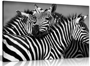 Black & White Zebra Canvas