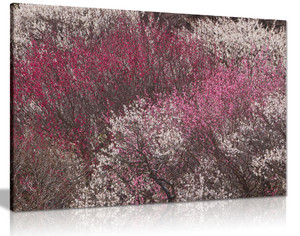 Plum Trees Canvas Wall Art Picture Print