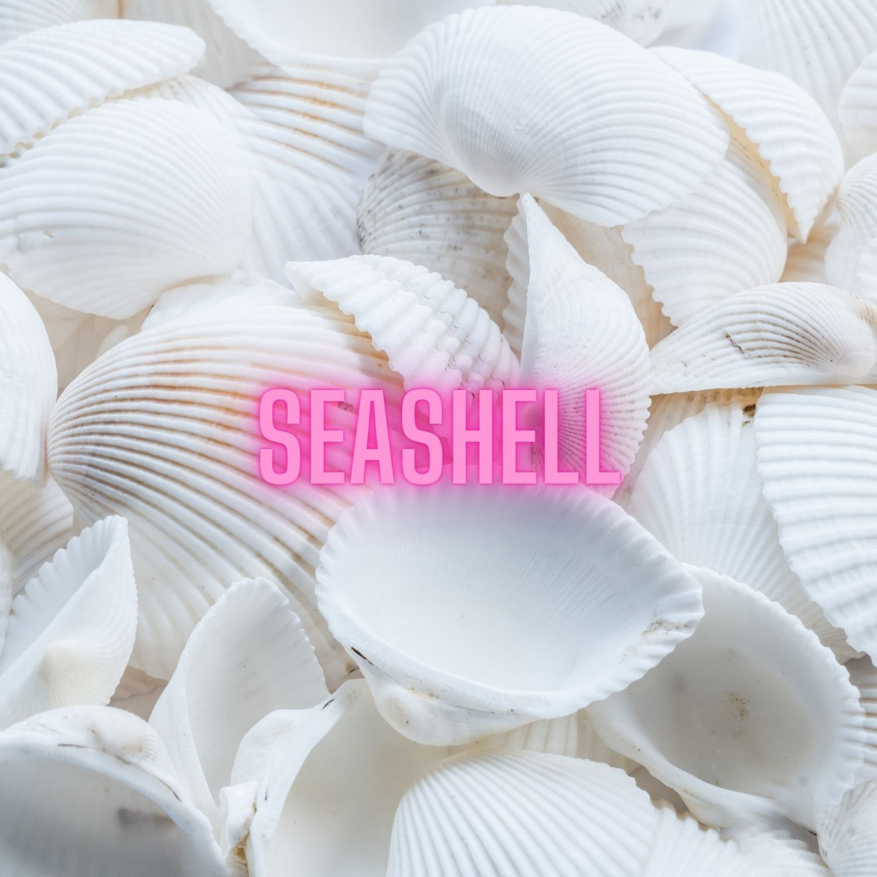 Seashell