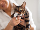 Do You Need to Brush Your Cat’s Teeth?