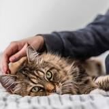 How to Help Your Cat with Hairballs