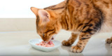 Healthy Cucumber Tuna Salad for Cats