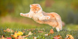 The Vital Role of Joint Health for Cats