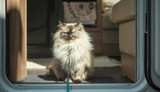 Clinically Proven Cat Dental Care: Natural Science Made Simple