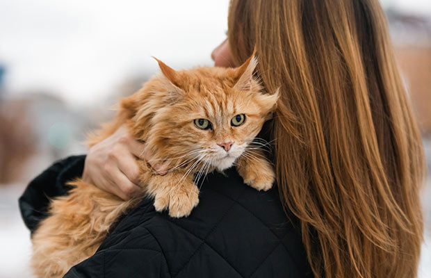 Cat Dental Care: What Actually Works (and Why It Matters) - Swedencare USA