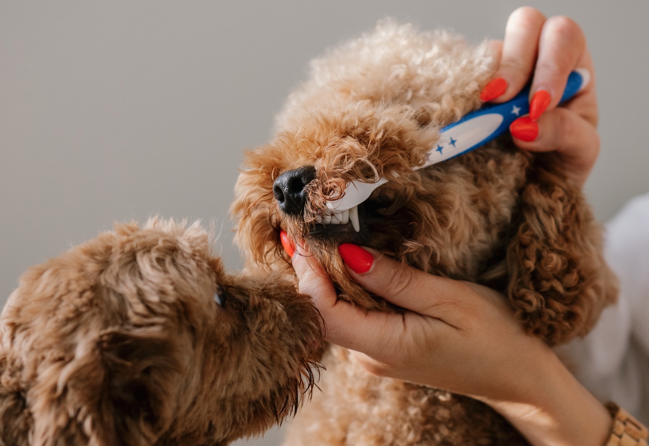 Low Cost Dog Dental Cleaning Near Me Affordable and Safe Dental Care for Your Furry Friend