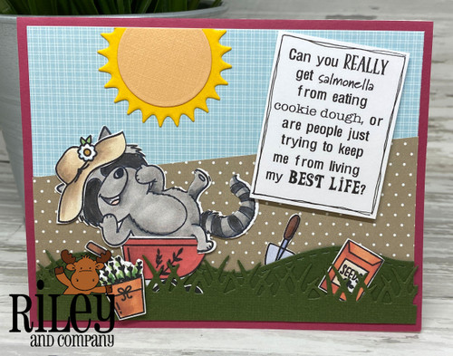 Giggling Raccoon Giggling Raccoon