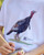 kid turkey calling in longbeard graphic tee