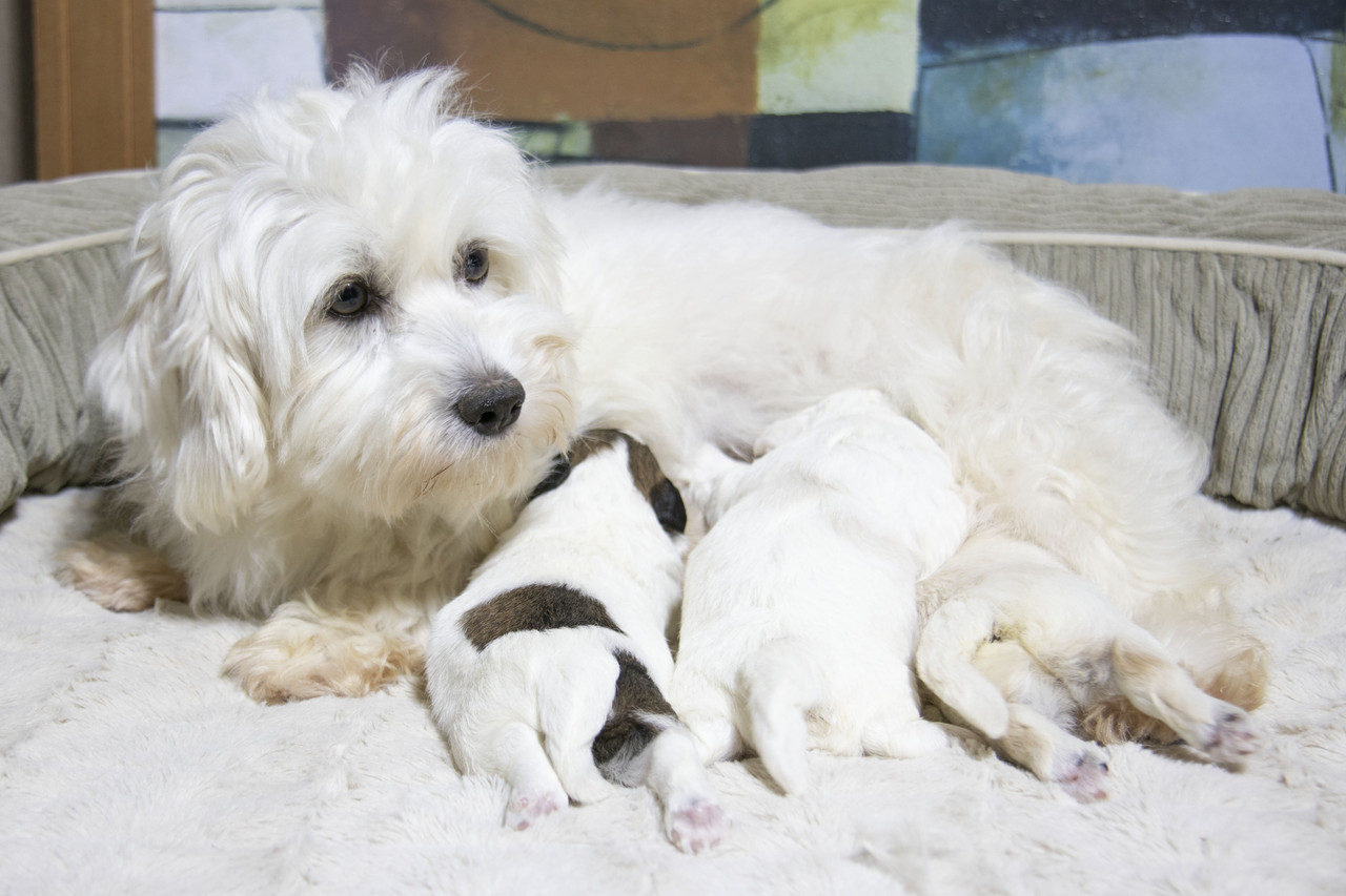 Sierra & Snickers's Havapoo Litter