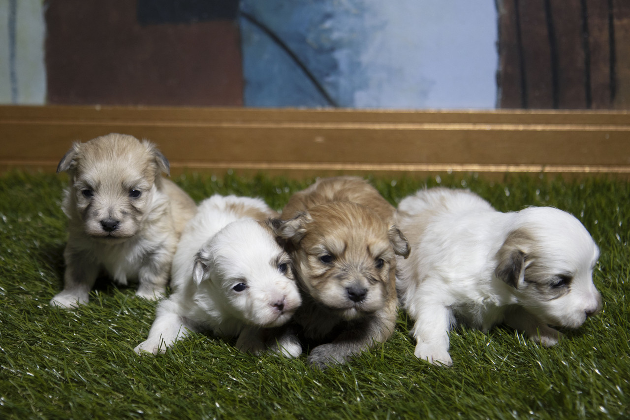 Rose & Eric's Havanese litter