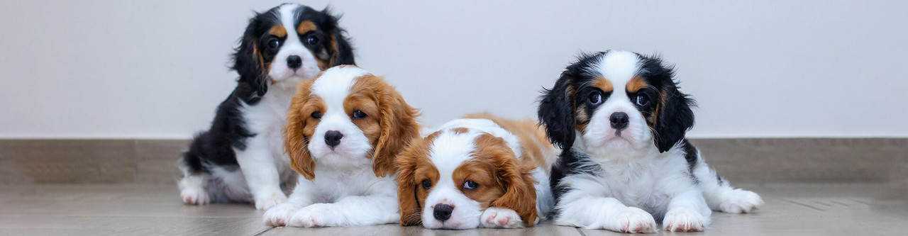 Cavalier Spaniel Puppies