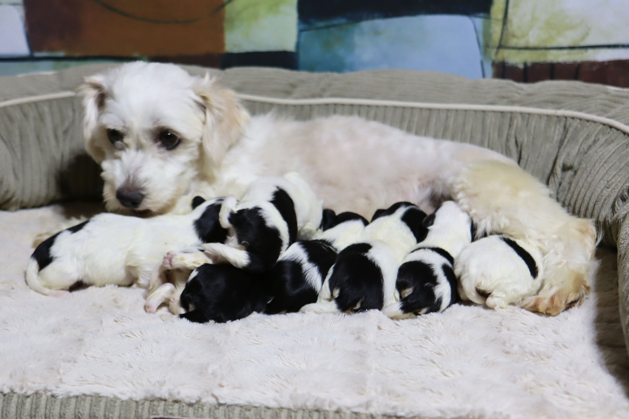 Molly & Eric's Havanese Litter