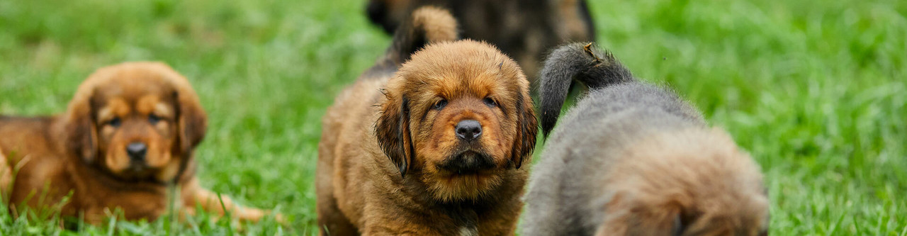 Newfoundland Puppies