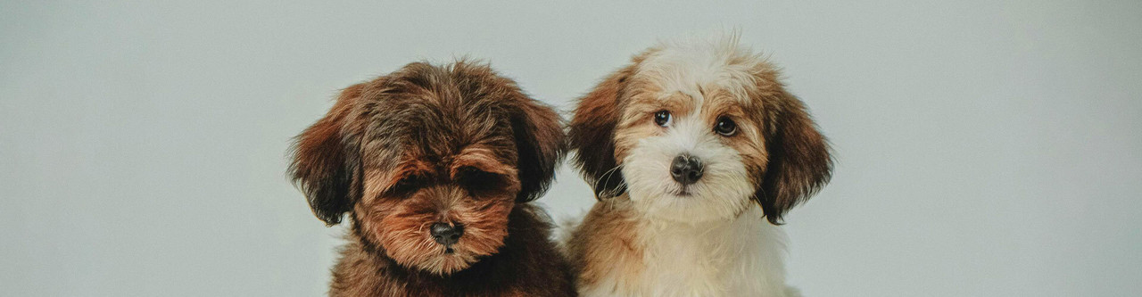 Havanese Puppies