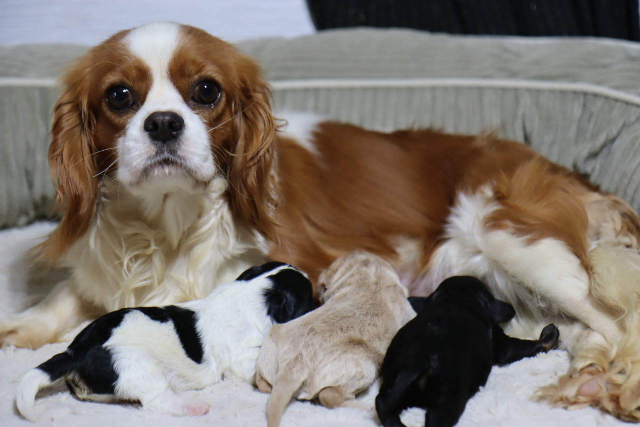 Whitney & Snickers's Cavapoo Litter