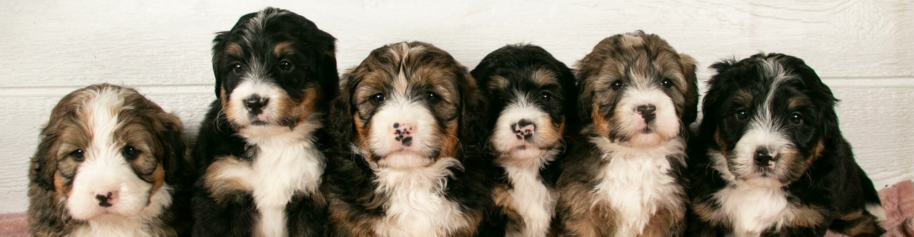 Mini Bernedoodle Puppies