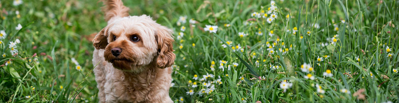 Cavapoo Puppies