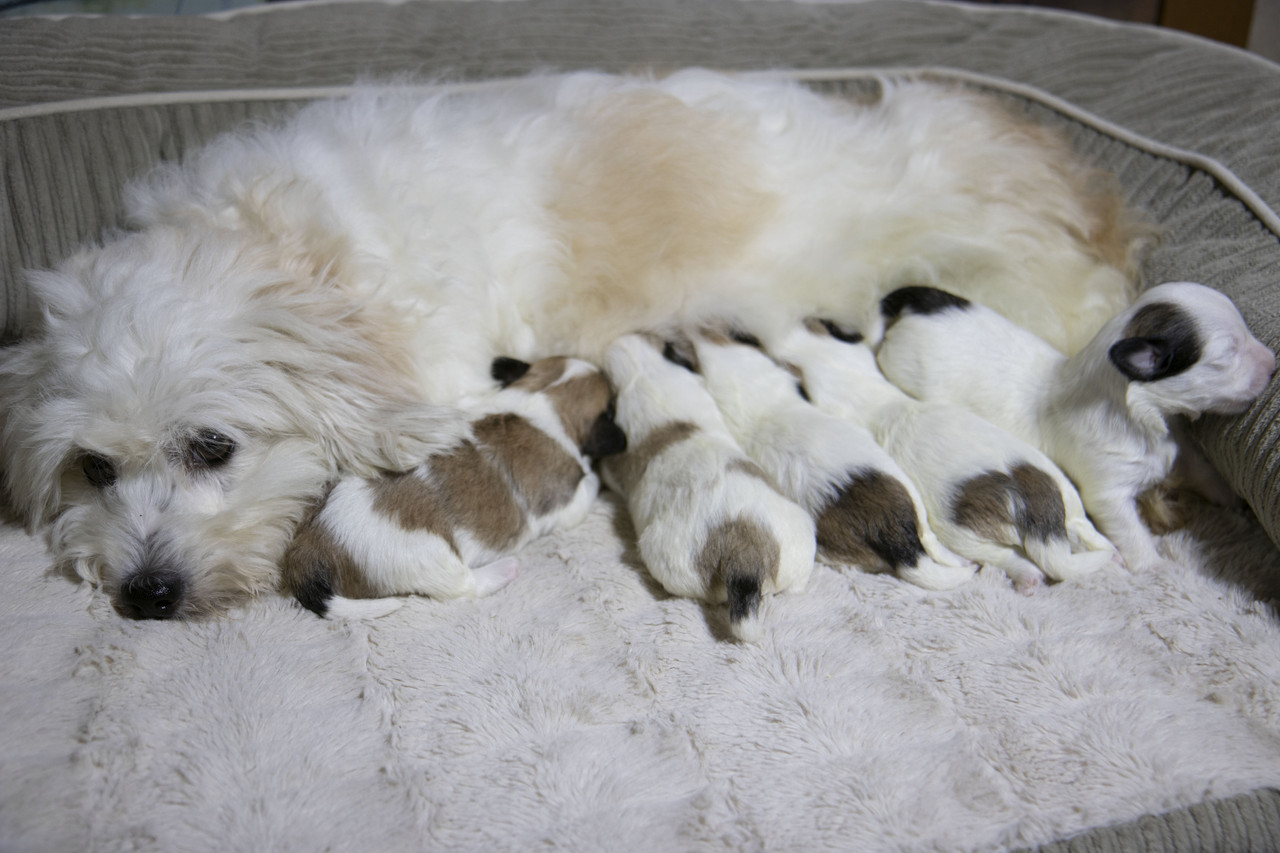 Kenzie & Eric's Havanese Litter