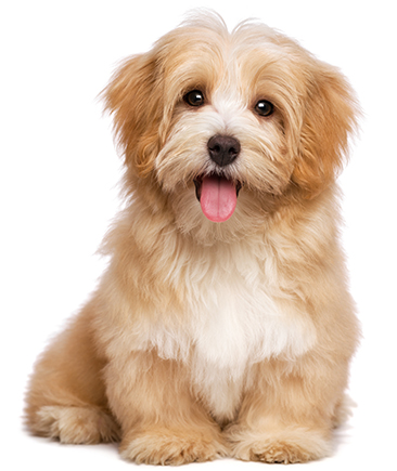 Havanese