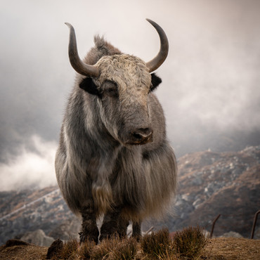 Yak wool top fiber