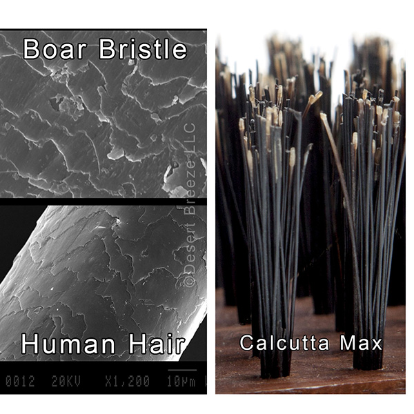 micro-boar-bristle-human-hair-comparison-600.jpg micro-boar-bristle-human-hair-comparison-600.jpg