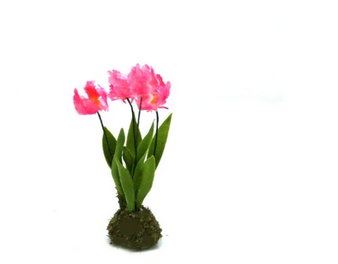 MTO Pink Parrot Tulips--Dolls-House-Miniatures--12th-Scale--Cold-Porcelain-Flowers-Miniature Flower - Dollhouse Flower - Garden - Jennifer Khan
