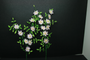 MTO - OOAK Clematis On Wicker Frame - SIngle ~ Dolls House Miniatures ~ 12th Scale ~ Cold Porcelain Flowers-Miniature Flower- Jennifer Khan
