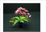 OOAK Moth Orchid in Tub--Dolls-House-Miniatures--12th-Scale--Cold-Porcelain-Flowers-Miniature Flower - Dollhouse Flower - Garden - Jennifer Khan