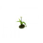 OOAK Tiny Dandelion--Dolls-House-Miniatures--12th-Scale--Cold-Porcelain-Flowers-Miniature Flower - Dollhouse Flower - Garden - Jennifer Khan