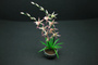 MTO - OOAK Degamoara Orchid--12th-Scale Cold-Porcelain--Dolls-House-Miniatures--12th-Scale--Cold-Porcelain-Flowers-Miniature Flower - Dollhouse Flower - Garden - Jennifer Khan