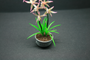 MTO - OOAK Degamoara Orchid--12th-Scale Cold-Porcelain--Dolls-House-Miniatures--12th-Scale--Cold-Porcelain-Flowers-Miniature Flower - Dollhouse Flower - Garden - Jennifer Khan