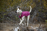 K-9 Overcoat by Ruffwear