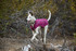 K-9 Overcoat by Ruffwear