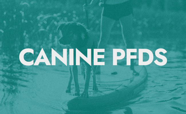 Canine