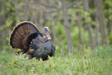 SPRING TURKEY TIPS AND TRICKS