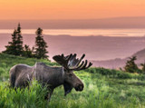 MOOSE - STEPHANS LAKE ALASKA