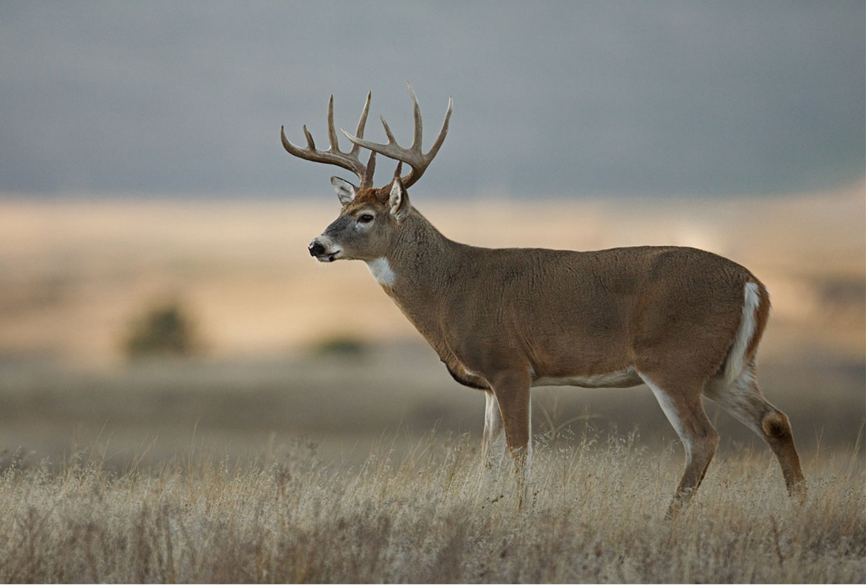 Deer hunting in the U.S. is gearing up! Get ready for the hunt at Sportsman's Finest.