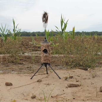 Mojo Outdoors Dove decoy set up in the field, gearing up for dove hunting season