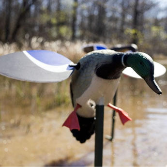 Mojo Outdoors Dove decoy set up in the field, gearing up for dove hunting season