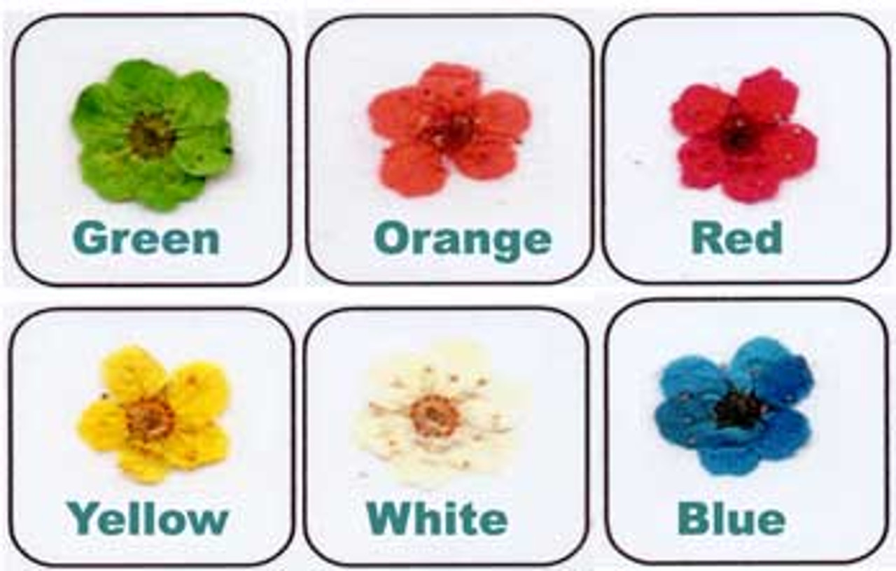 Gamakgal Mini Dried Flowers - 223 Series - 18617 Gamakgal Mini Dried Flowers - 223 Series - 18617