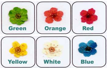 Gamakgal Mini Dried Flowers - 223 Series - 18617