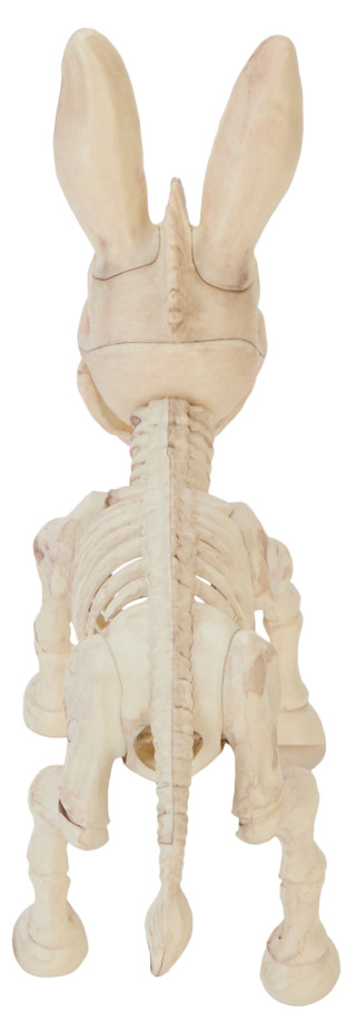 Thumbnail 3: Magical Season Donkey Skeleton Home Accent 