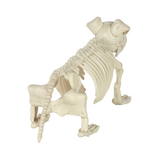 Thumbnail 3: Magical Season 20 in Puppy Skeleton Bonez Halloween Home Accent 