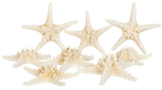 Thumbnail 1: Contrast Bleached Starfish Decorative Accent Bag - 8" x 5" x 8" 