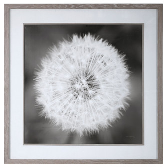 Dandelion Seedhead Framed Print in Driftwood Look (52|33711)
