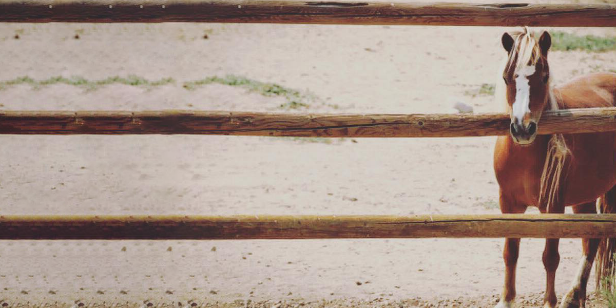 babby farms puppy boutique