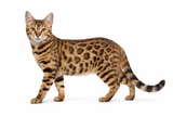 Bengal Cats at Babby Farms: Wild Looks, Big Personality