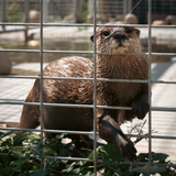 The Small Asian Clawed Otter: Nature's Tiny Aquatic Genius