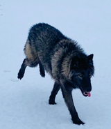How Exotic Animals Adapt to Idaho Seasons