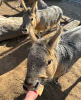 Meet the Patagonian Cavies! 